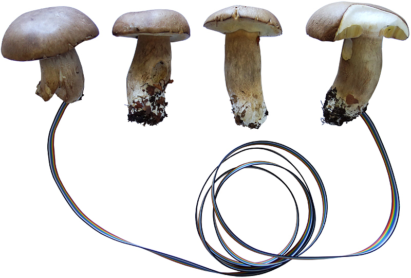 162 Kraftwerk IV - Mycel 01