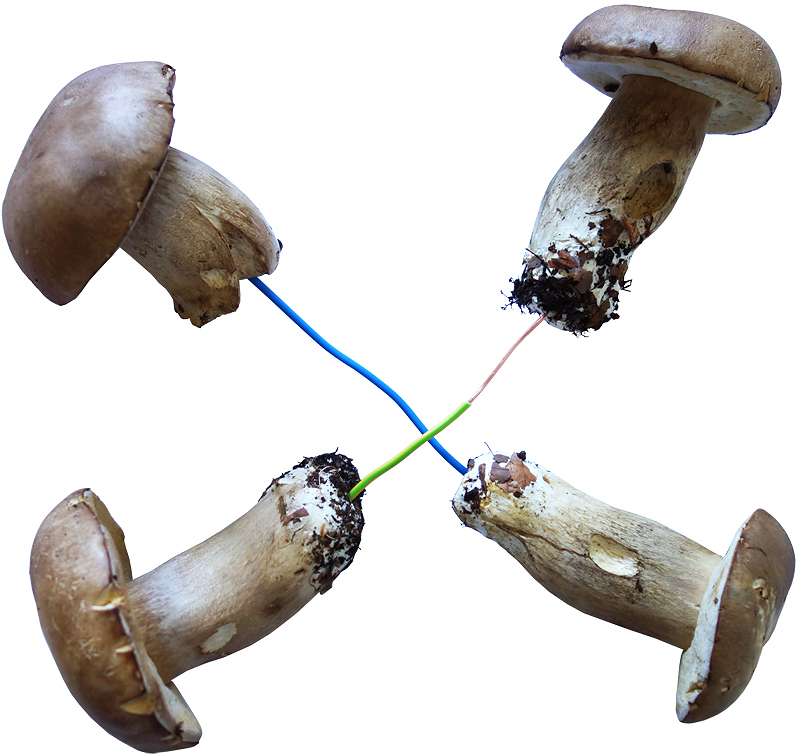 163 Kraftwerk V - Mycel 02
