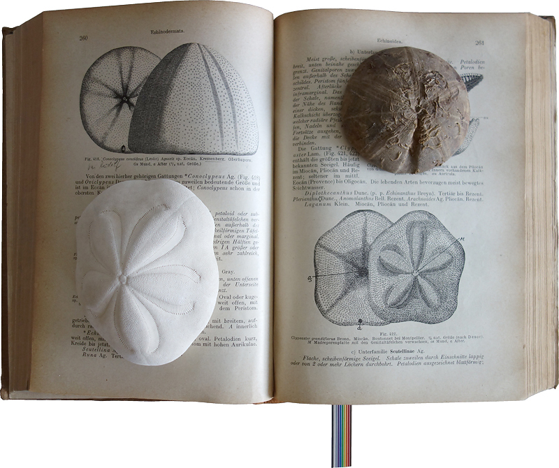 173 Conoclypeus conoideus - Eozn - Clypeaster grandiflorus - Miozn - Buch Grundzge der Palotologie von Carl A. von Zittel - 1921