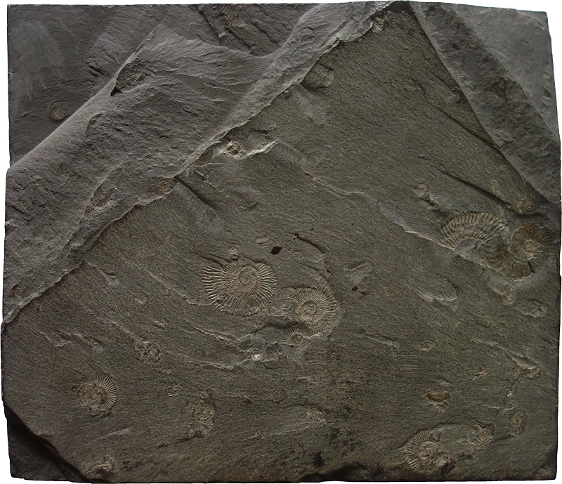 290 Von der Modifikation der Natur 01