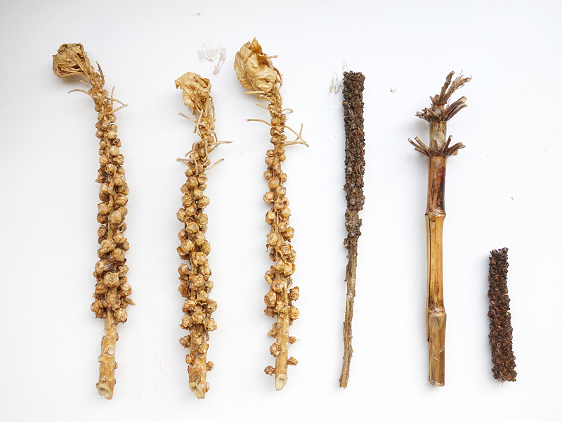 300 Goldene Zepter fr Bruno N.